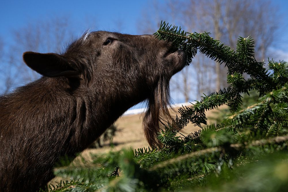 A rescued goat eats donated Christmas tree in Mount Airy, Maryland, on Jan. 7, 2022. Missy and David Saul, owners of Farm…