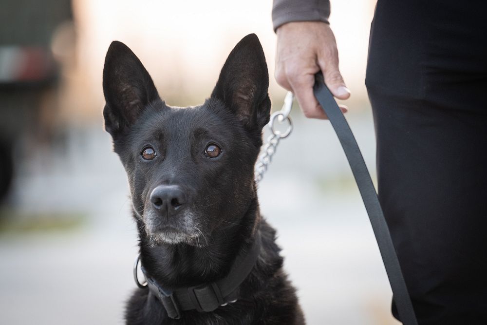 German Shepherd, police dog.