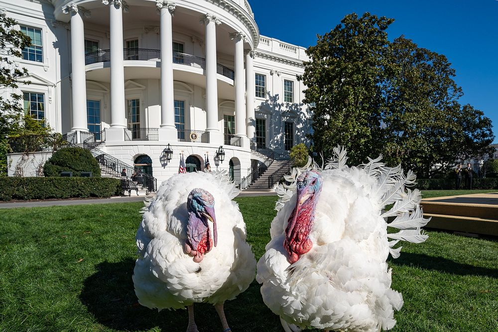 Turkeys “Chocolate” and “Chip” stand by as President Joe Biden delivers remarks in celebration of the 75th anniversary of…
