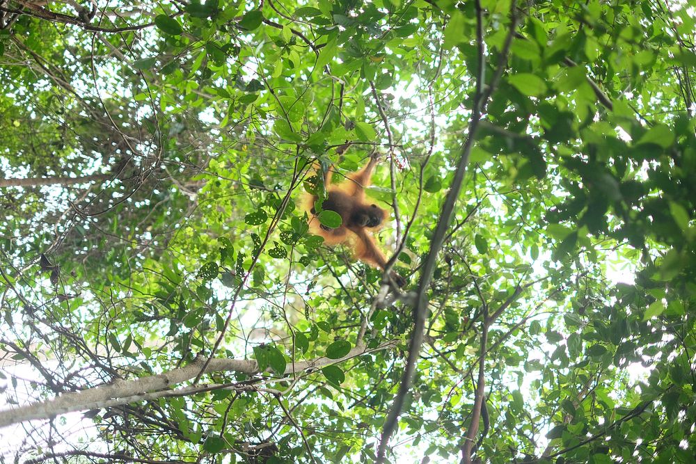 Orangutan Kalimantan di alam bebasPhoto credit: Yehezkiel Tumewu for USAID