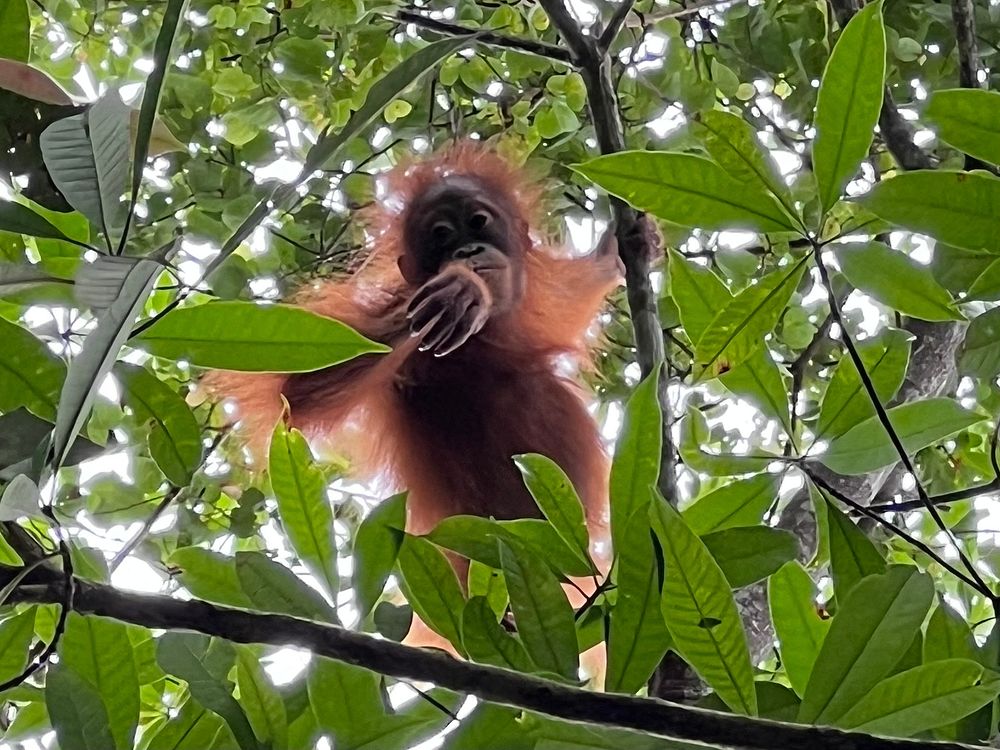 Orangutan on tree.