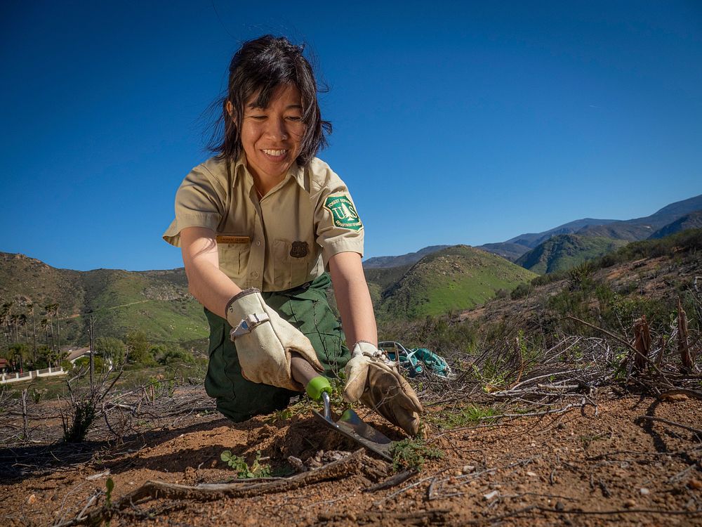 Botanist Lauren Quon checks the growth of the native plants recently planting and pulls invasive weeds at recent controlled…