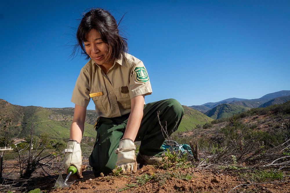 Botanist Lauren Quon checks the growth of the native plants recently planting and pulls invasive weeds at recent controlled…