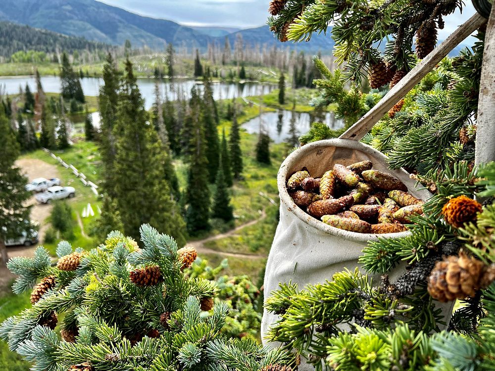 Picking spruce cones.