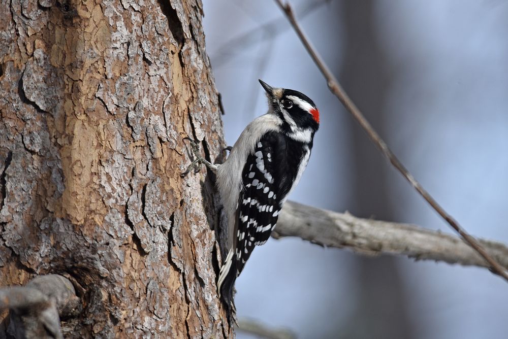 Downy woodpecker perched on a treePhoto by Courtney Celley/USFWS.