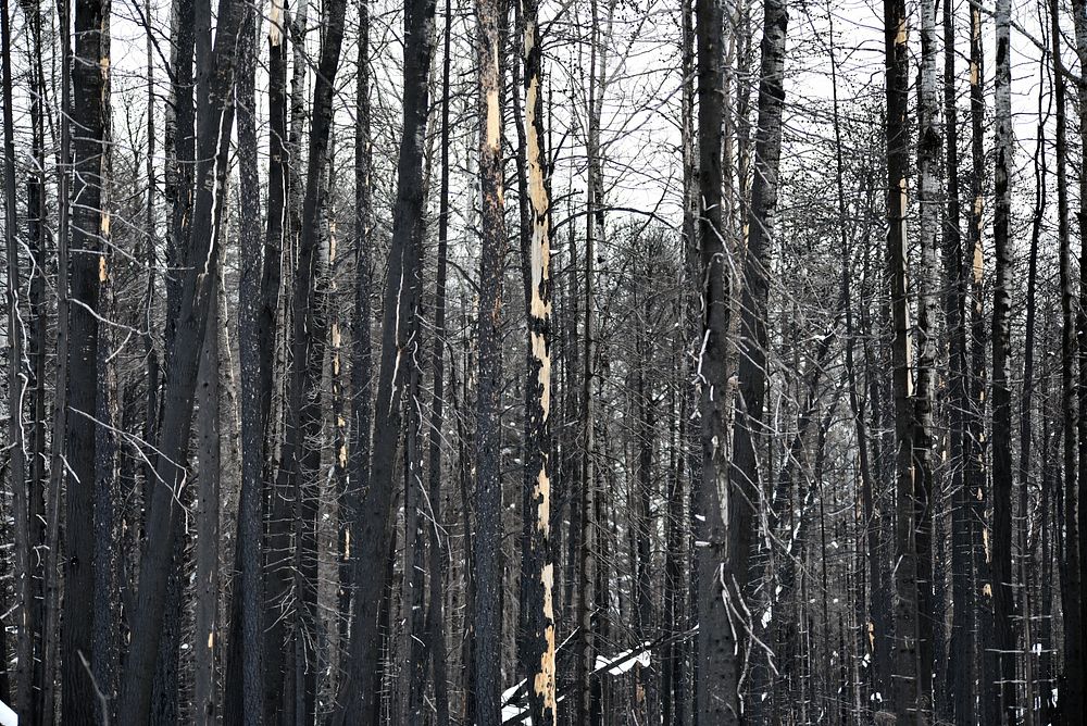 Area burned by the 2021 Greenwood Fire in the Superior National ForestPhoto by Courtney Celley/USFWS.