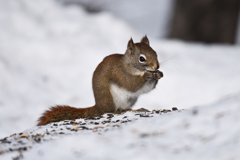 Red squirrel in the snow.