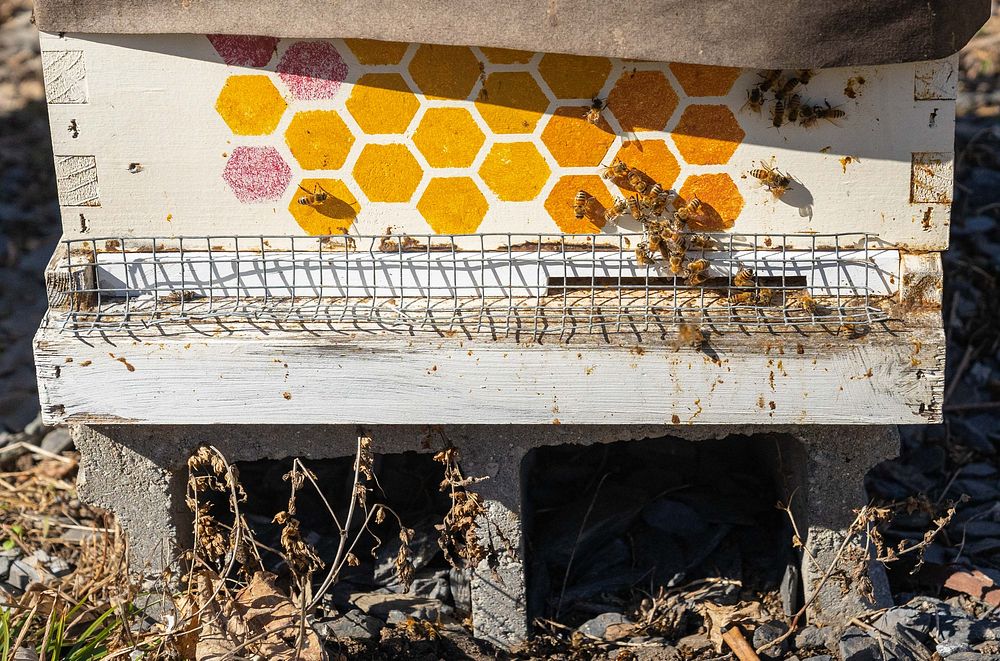 Honeybees at Springboro Tree Farm in Brookston, Indiana take advantage of unseasonable warm temperatures Feb. 13, 2023 to go…