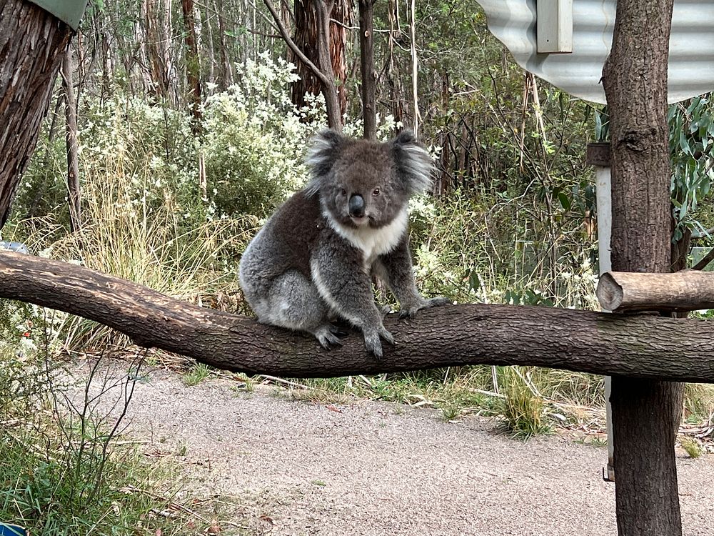 Koala, Tidbinbilla Nature Preserve.