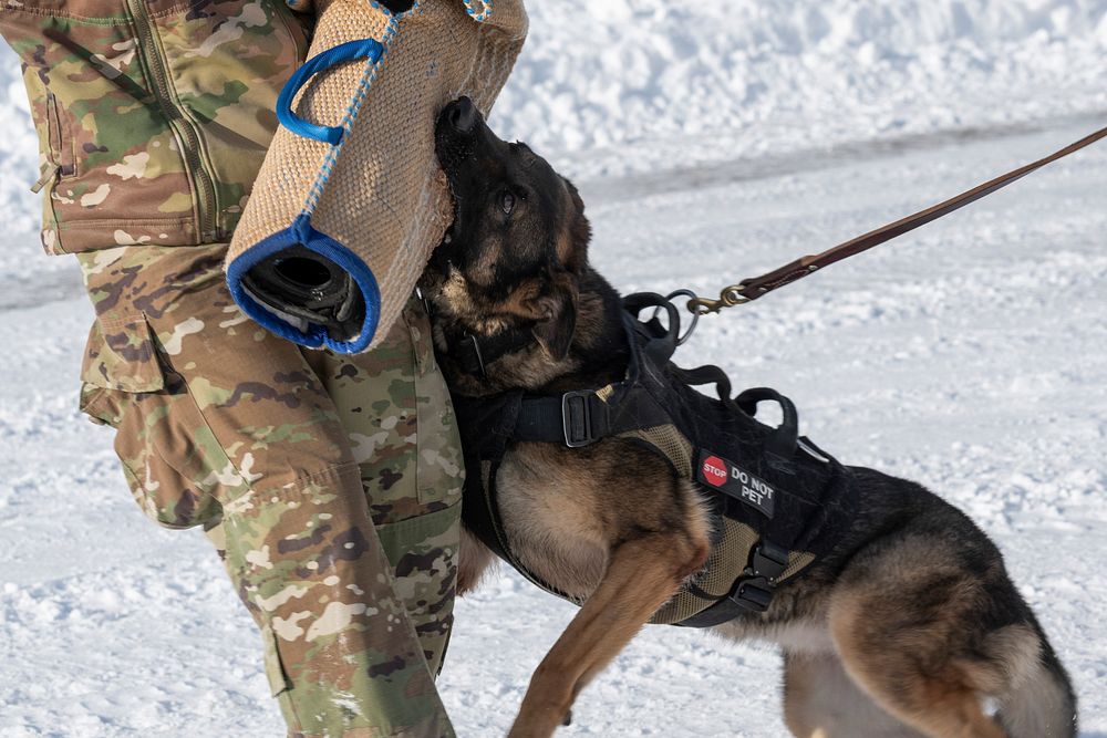 Air Force military working dog teams sharpen skills at JBER, AlaskaU.S. Air Force military working dog Evelyn bites Staff…