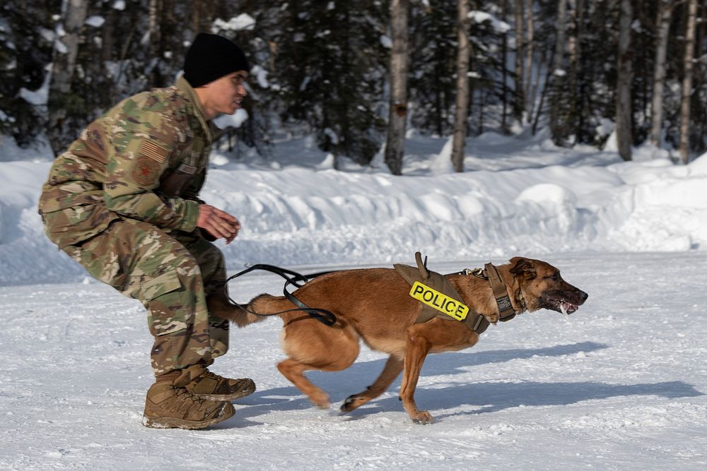 Air Force military working dog teams sharpen skills at JBER, AlaskaU.S. Air Force military working dog team Staff Sgt. Axl…