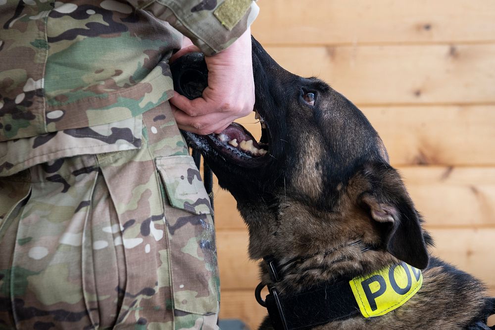 Air Force military working dog teams sharpen skills at JBER, AlaskaU.S. Air Force military working dog handler Staff Sgt.…