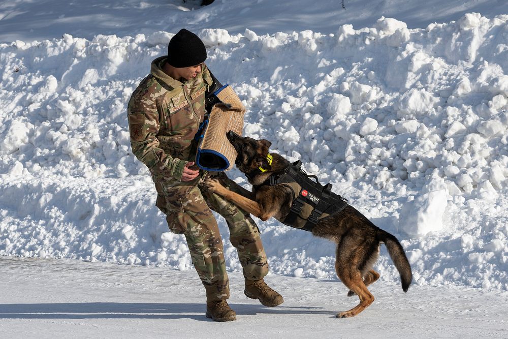 Air Force military working dog teams sharpen skills at JBER, AlaskaU.S. Air Force military working dog Evelyn bites Staff…
