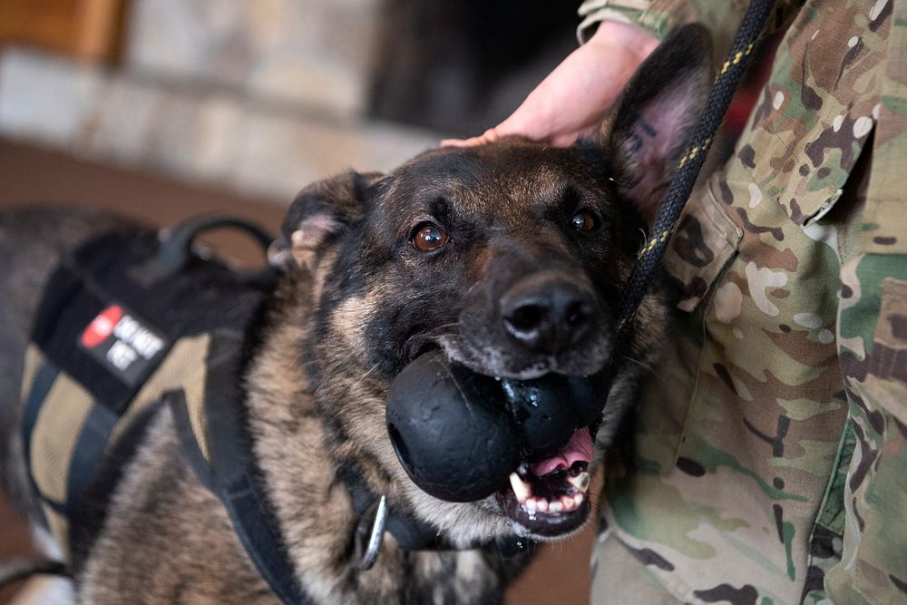 Air Force military working dog teams sharpen skills at JBER, AlaskaU.S. Air Force military working dog Evelyn, 673d Security…