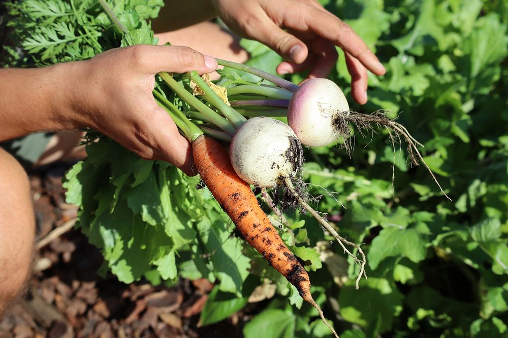 Carrot and radish, freshly harvest vegetable.