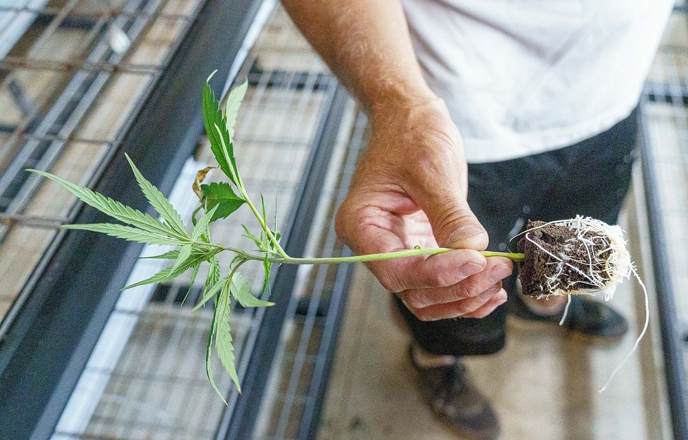 Jeff Garland checks on baby hemp plants in the propagation room at Papa G’s Organic Hemp Farm in Crawford County, IN June…