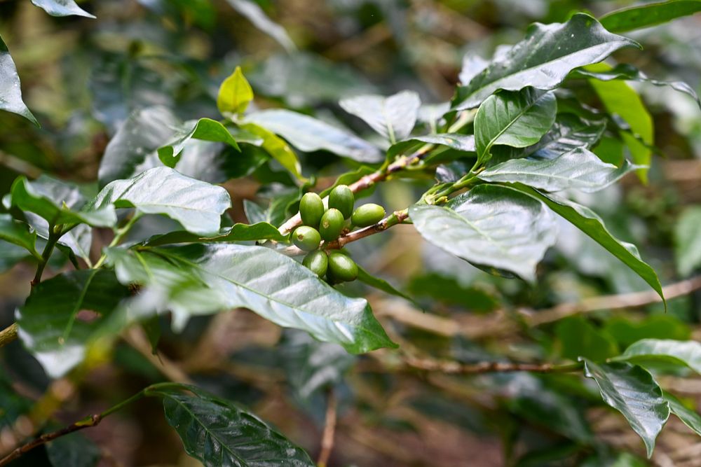 Green coffee plant tree.