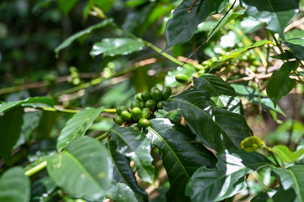 Visit LASCARCOCO Bajawa NTT - Wawowae Coffee Farm and Likowali Coffee Processing