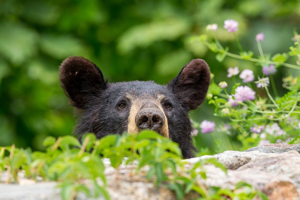 Black Bear Peeking Over a Rock Wall.