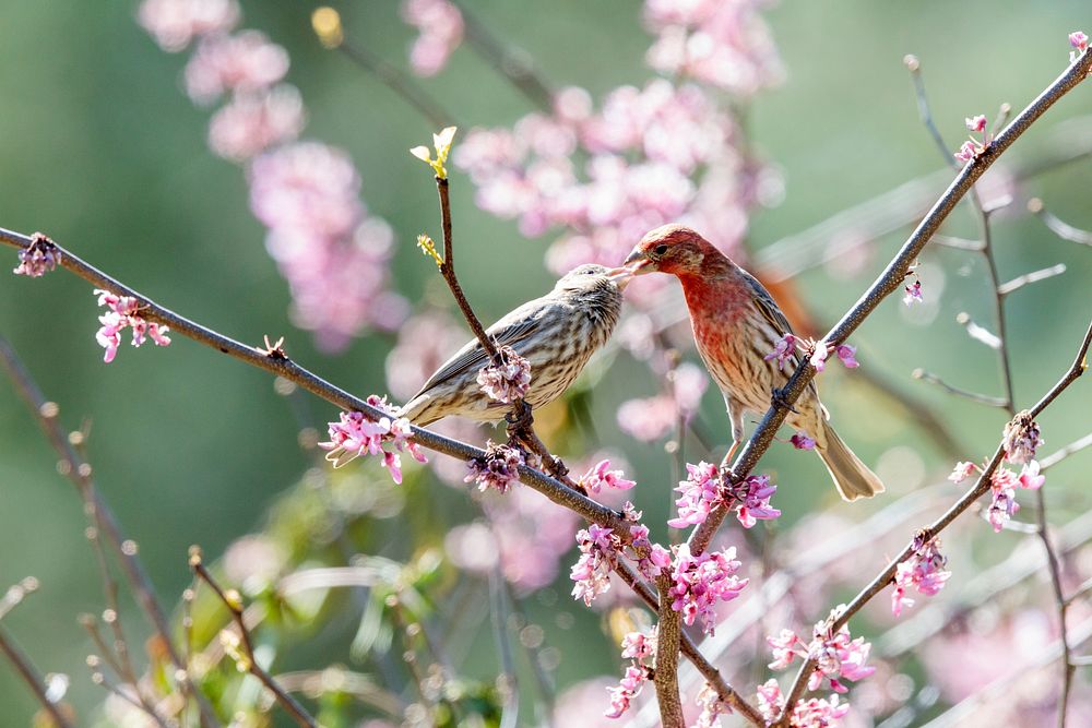 House Finch Pair, wild birds.