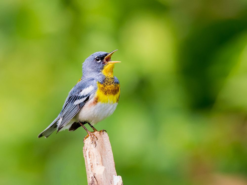 Northern Parula, wild bird.