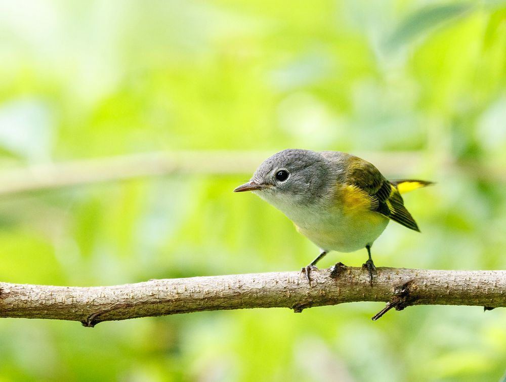 Female American Redstart, wild bird.