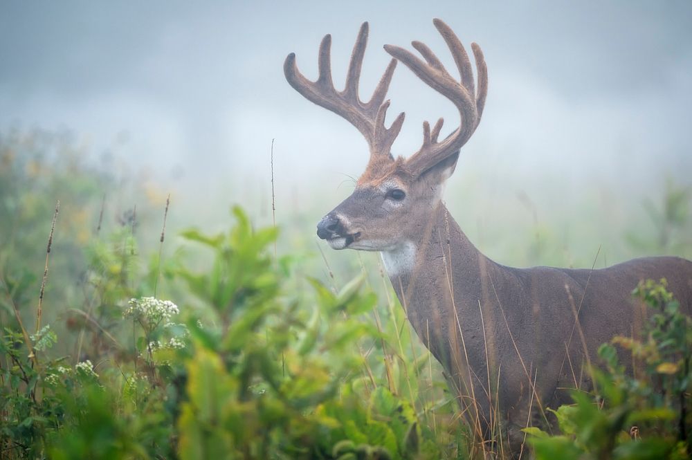 Buck on a Foggy Morning in Big Meadows.