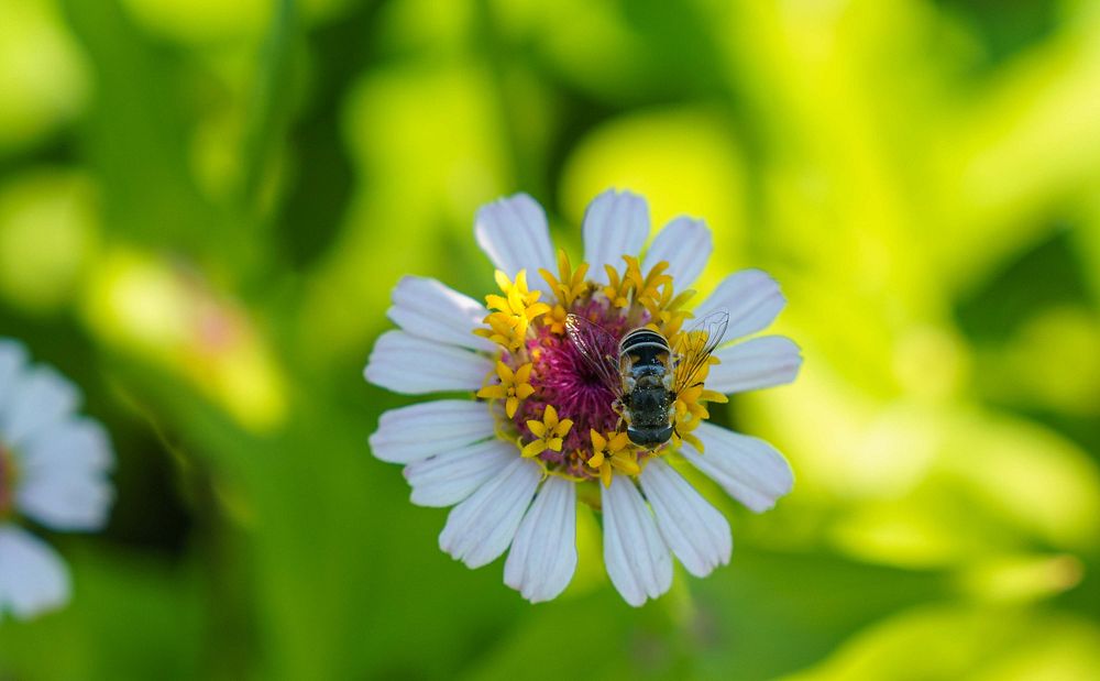 A pollinator visits a flower at Singletree Flower Farm in Goshen, Indiana June 29, 2022Kate Friesen and Scott Kempf founded…