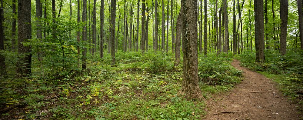 Low Gap Trail, Forest.