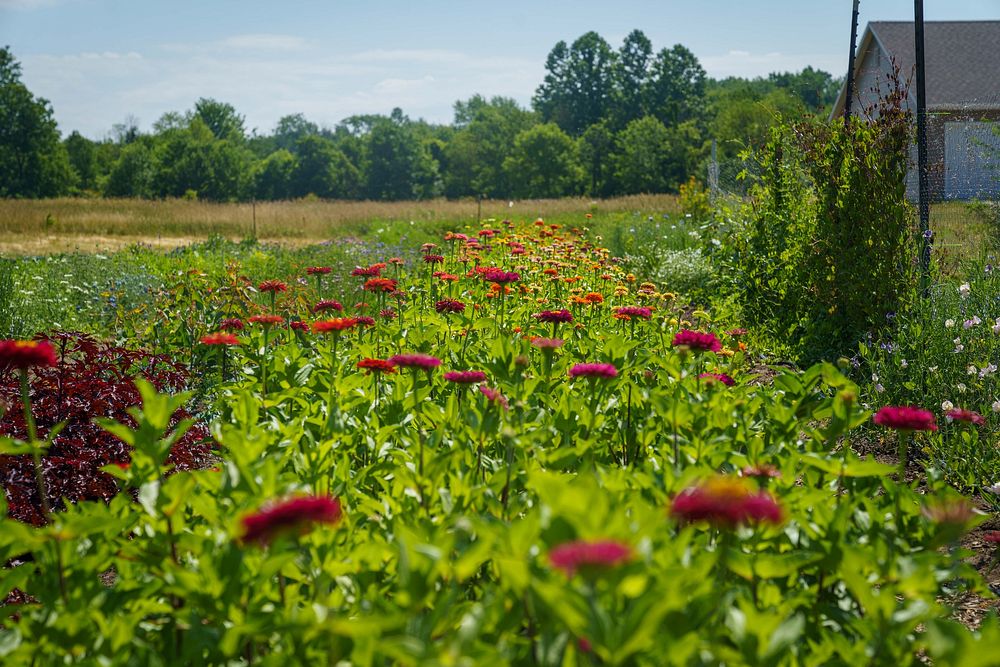 Flowers grow at Singletree Flower Farm in Goshen, Indiana June 29, 2022. Kate Friesen and Scott Kempf founded the fresh cut…