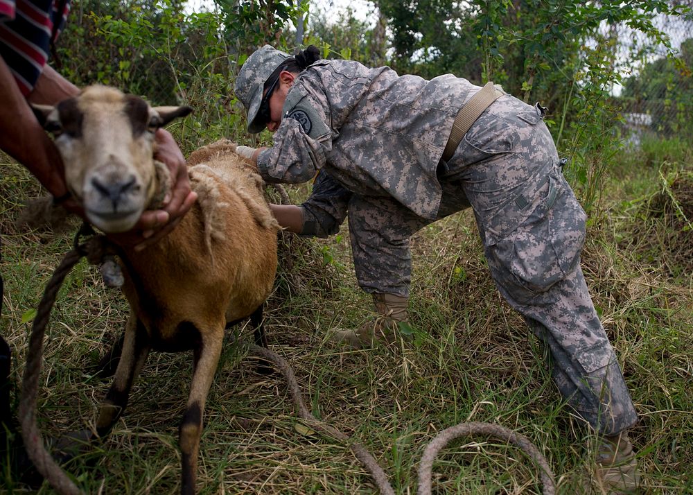 U.S. Army Sgt. Bethzabe Delgado, a veterinary technician, obtains a fecal sample from a sheep outside of the Linton…