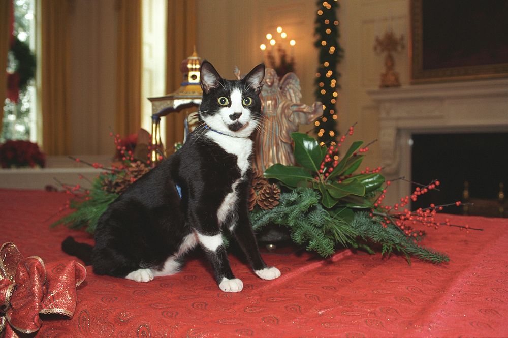Photograph of Socks the Cat Standing Alongside Christmas Decorations in the White House: 12/05/1993. Original public domain…