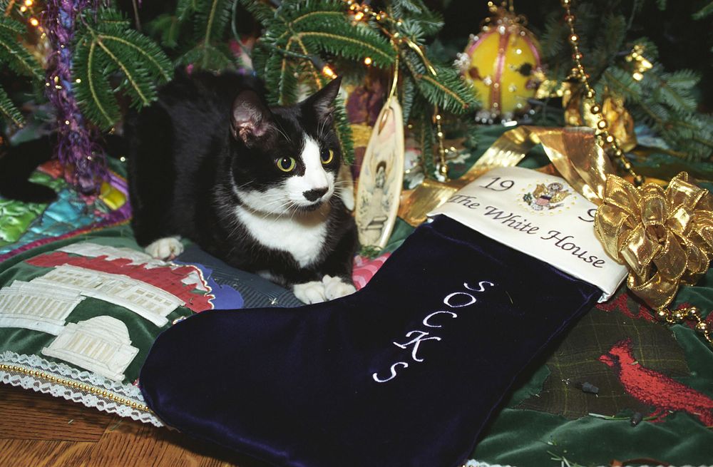 Photograph of Socks the Cat Sitting next to a Christmas Stocking Embroidered with the Name Socks: 12/21/1993. Original…
