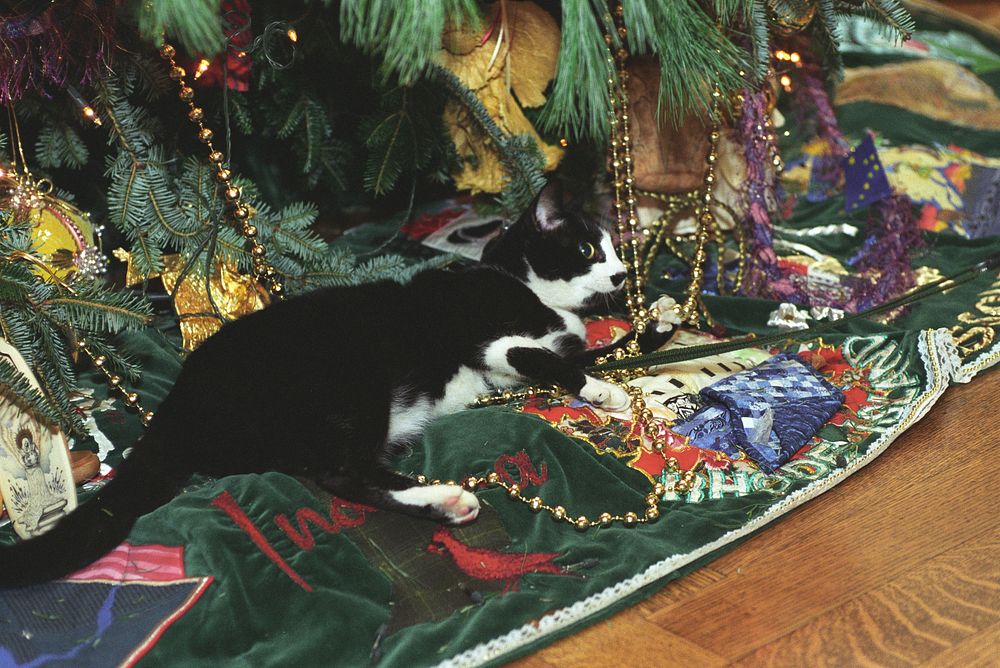 Photograph of Socks the Cat Laying next to the White House Christmas Tree: 12/21/1993. Original public domain image from…