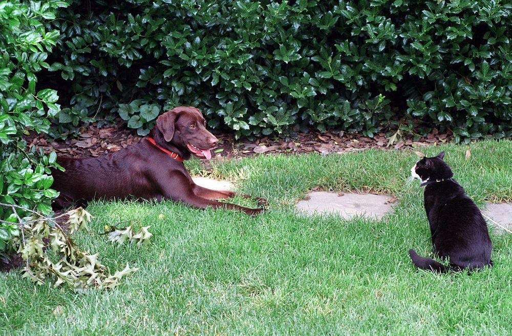 Photograph of Socks the Cat and Buddy the Dog Sitting on the South Lawn at the White House: 06/16/1998. Original public…