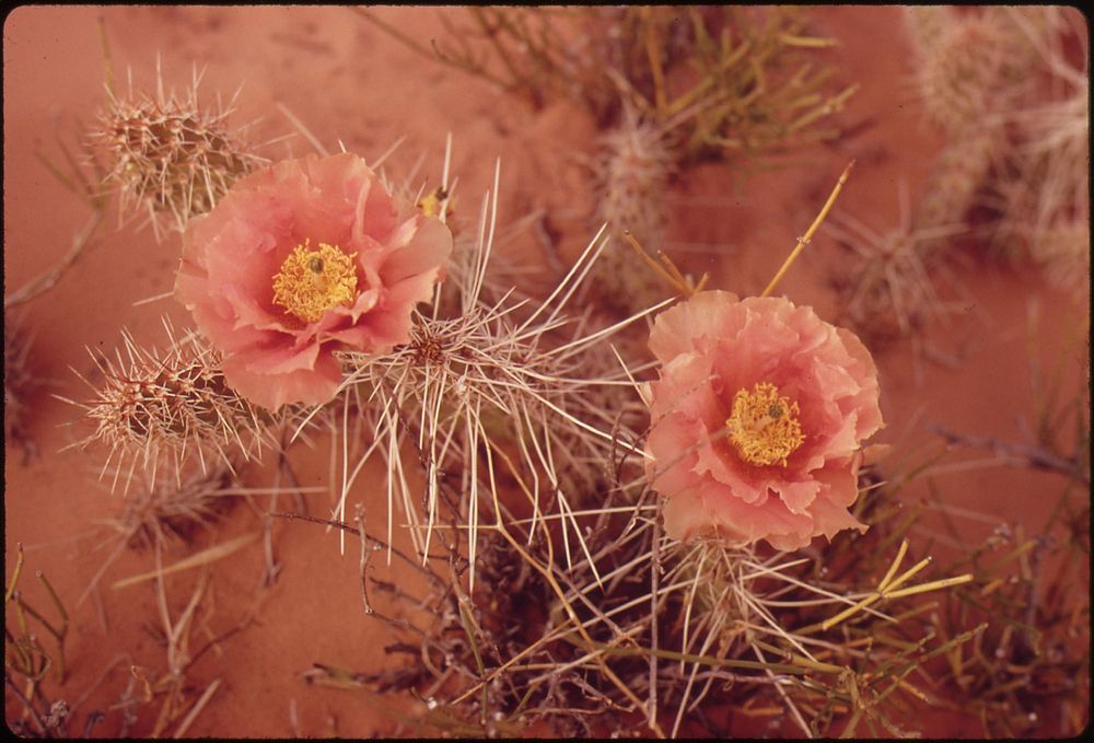 Orange mallow, showy desert flower, 05/1972. Photographer: Norton, Boyd. Original public domain image from Flickr