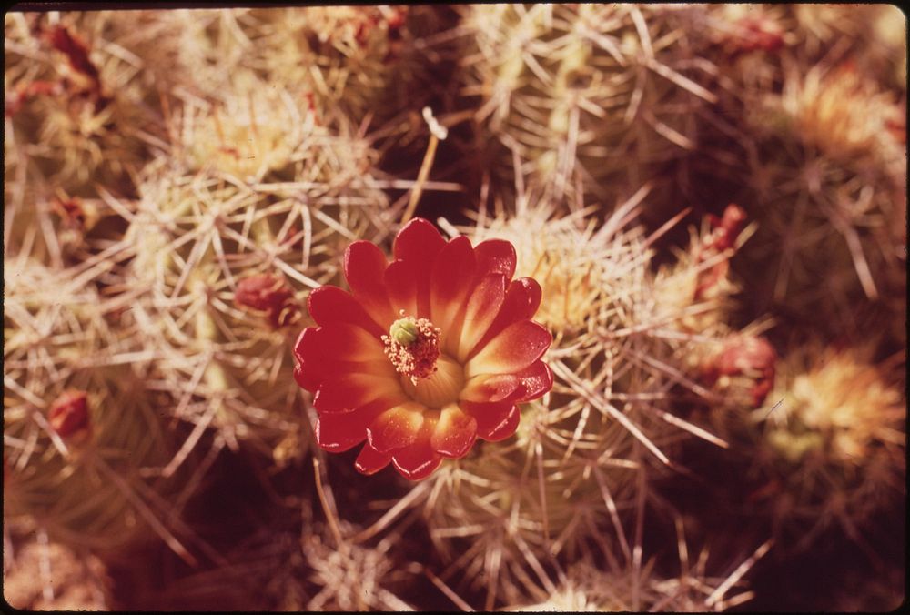 Barrel cactus. Hovenweep National Monument, 05/1972. Photographer: Norton, Boyd. Original public domain image from Flickr