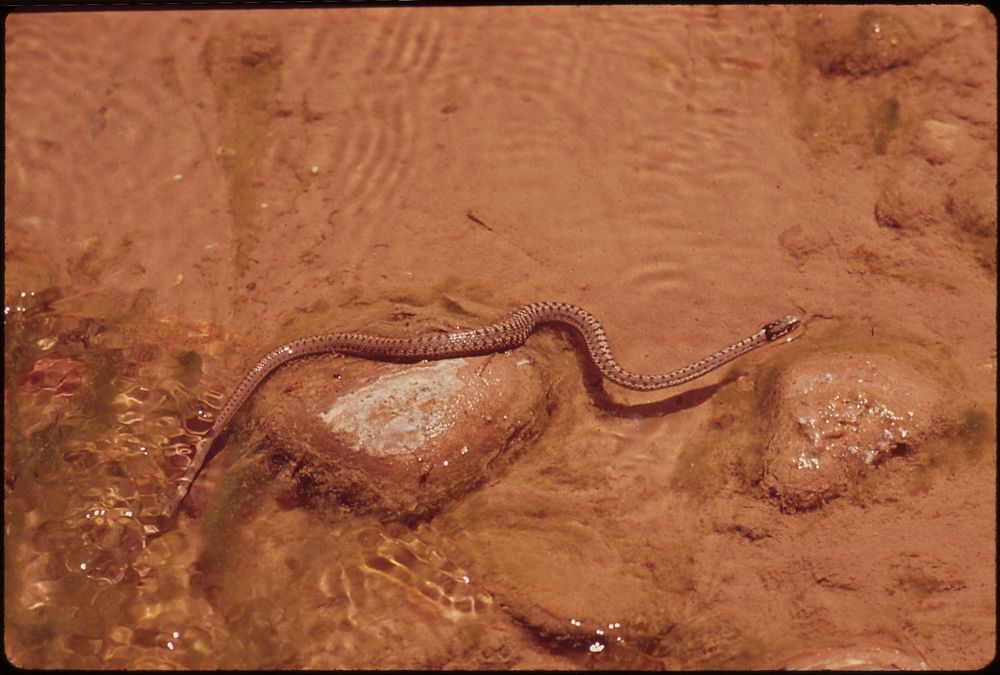 Garter snake in Harris Wash, 05/1972. Photographer: Norton, Boyd. Original public domain image from Flickr