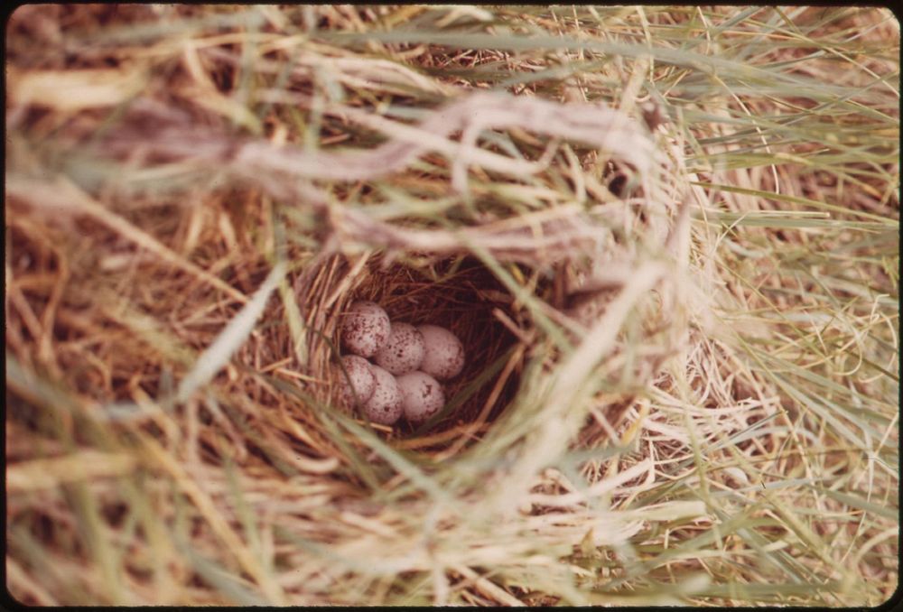 Nest in prairie grasses on a ranch in the Powder River Basin, 06/1973. Photographer: Norton, Boyd. Original public domain…