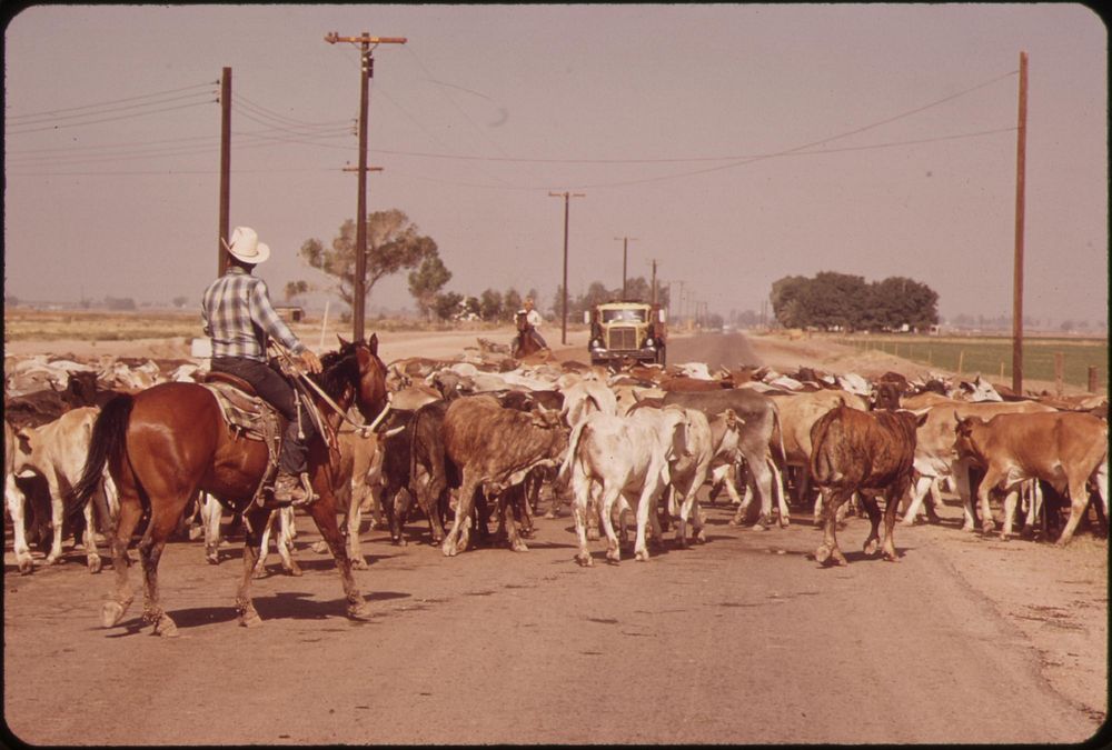 Moving cattle across highway near Imperial--in the Imperial Valley, May 1972. Photographer: O'Rear, Charles. Original public…