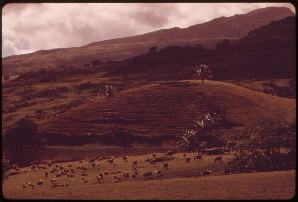 The Hana area of Maui is mostly prime agricultural land and is not immediately threatened by development, November 1973.…