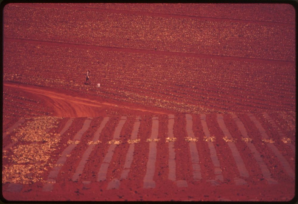 Aerial view of a tract of pineapple saved from urban development, October 1973. Photographer: O'Rear, Charles. Original…