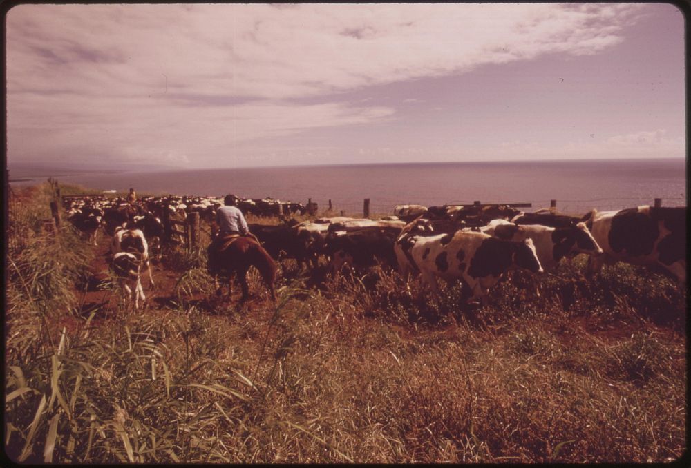Moving cattle in the rich grazing lands of the agricultural district, November 1973. Photographer: O'Rear, Charles. Original…