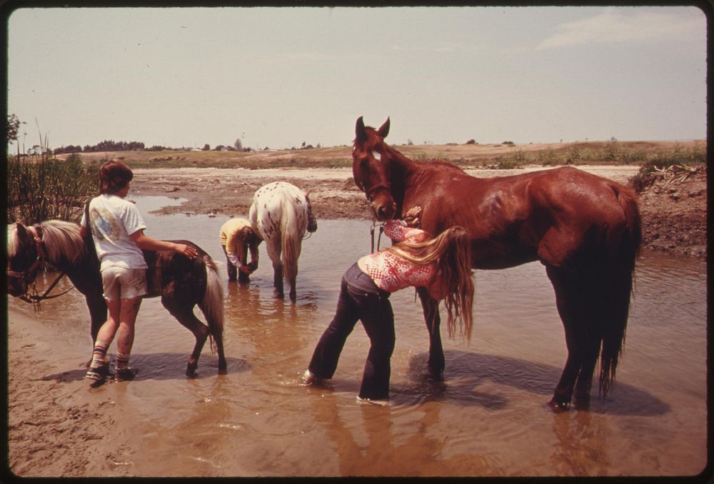 Youngsters wash their horses in Upper Newport Bay in Orange County, May 1975. Photographer: O'Rear, Charles. Original public…
