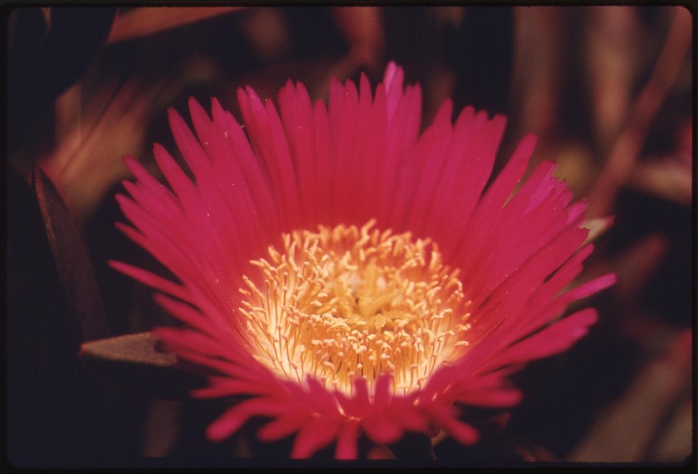 Closeup of a flower in the Malibu Canyon area of the Santa Monica Mountains near Malibu, California, May 1975. Photographer:…