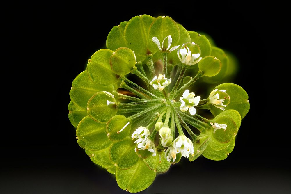 Lepidium virginicum