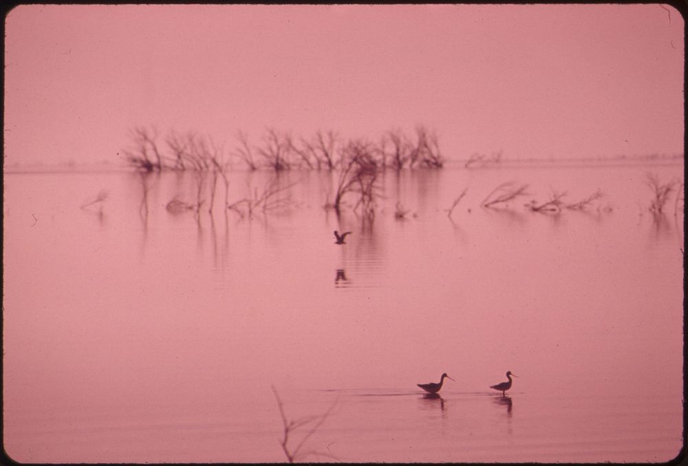 Marshland fowl at the Salton Sea National Wildlife Refuge, May 1972. Photographer: O'Rear, Charles. Original public domain…
