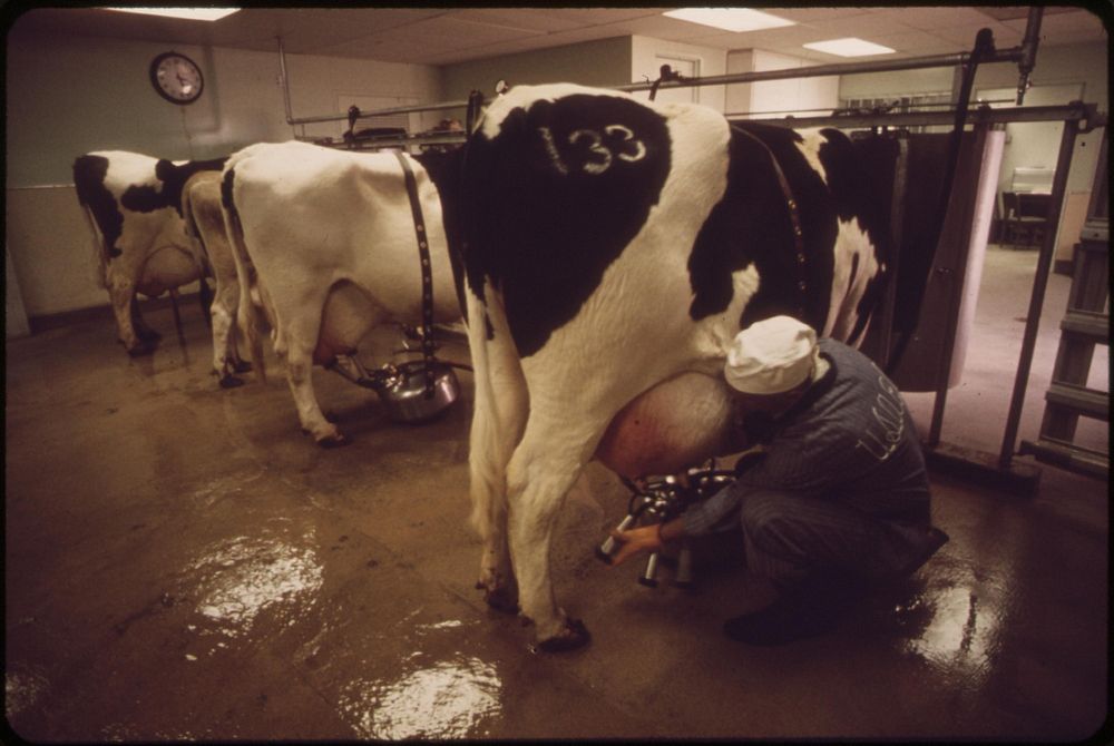 Milking time on experimental farm operated by EPA's Las Vegas National Research Center, May 1972. Photographer: O'Rear…