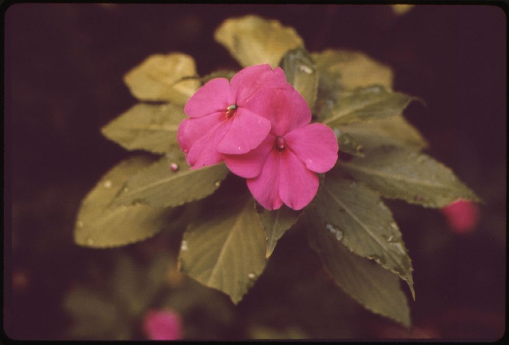 Flora of Akaka Falls State Park, November 1973. Photographer: O'Rear, Charles. Original public domain image from Flickr