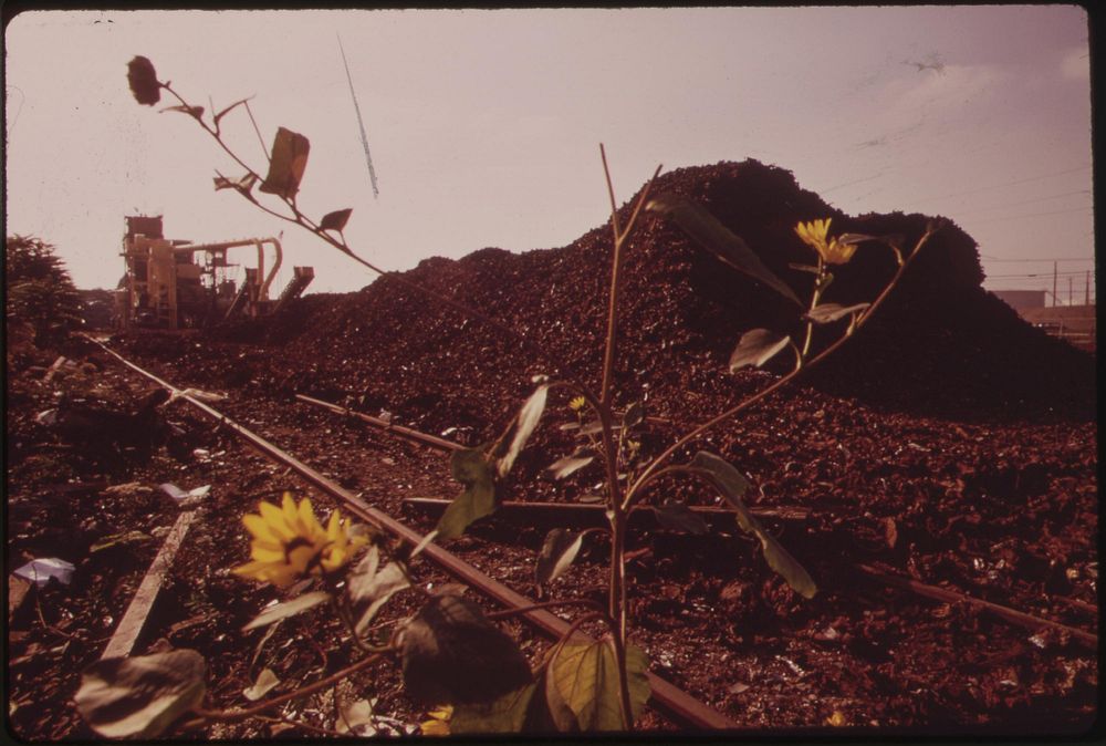 Flowers Bloom In A Junkyard, August 1973. Photographer: Swanson, Dick. Original public domain image from Flickr